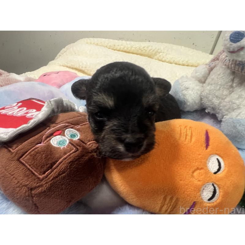 販売中の茨城県のミックス犬-418747の5枚目