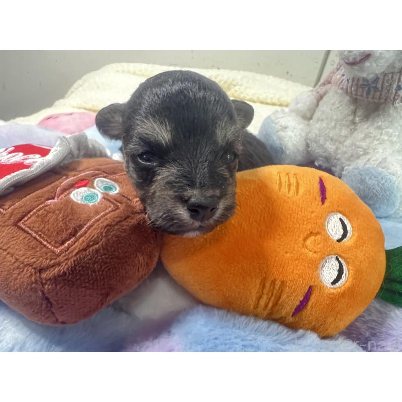 販売中の茨城県のミックス犬-418747の4枚目