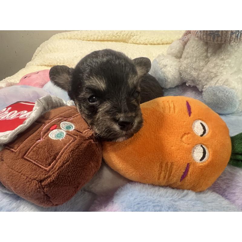 販売中の茨城県のミックス犬-418747の3枚目
