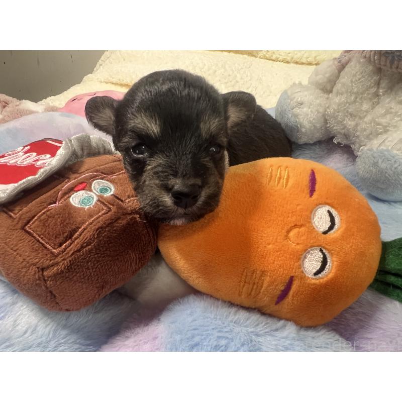 販売中の茨城県のミックス犬-418747