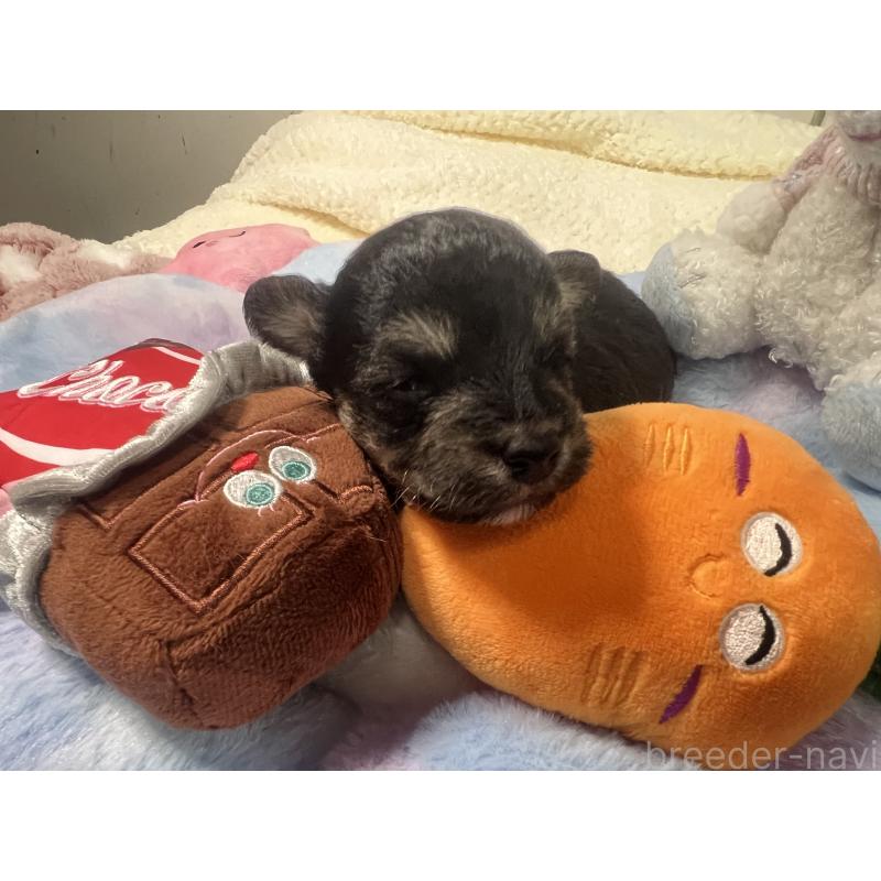販売中の茨城県のミックス犬-418747の2枚目