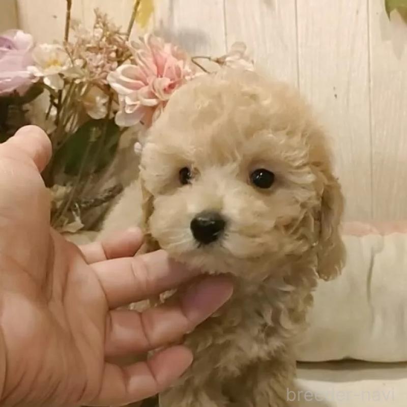 販売中の愛知県のティーカッププードル-415424