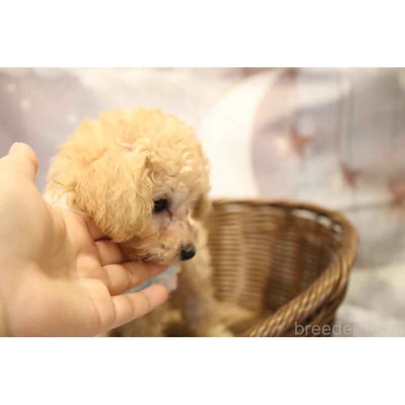 成約済の福井県のタイニープードル-413549の2枚目