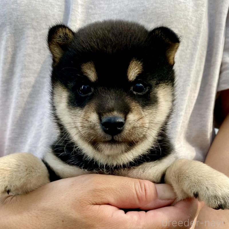 販売中の熊本県の柴犬-418524の1枚目
