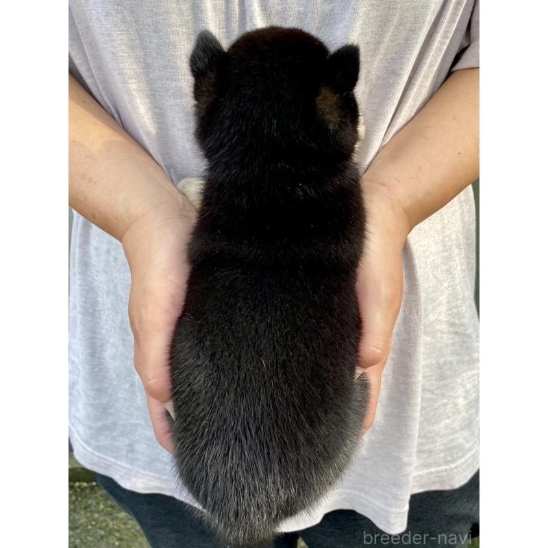 販売中の熊本県の柴犬-418524の4枚目