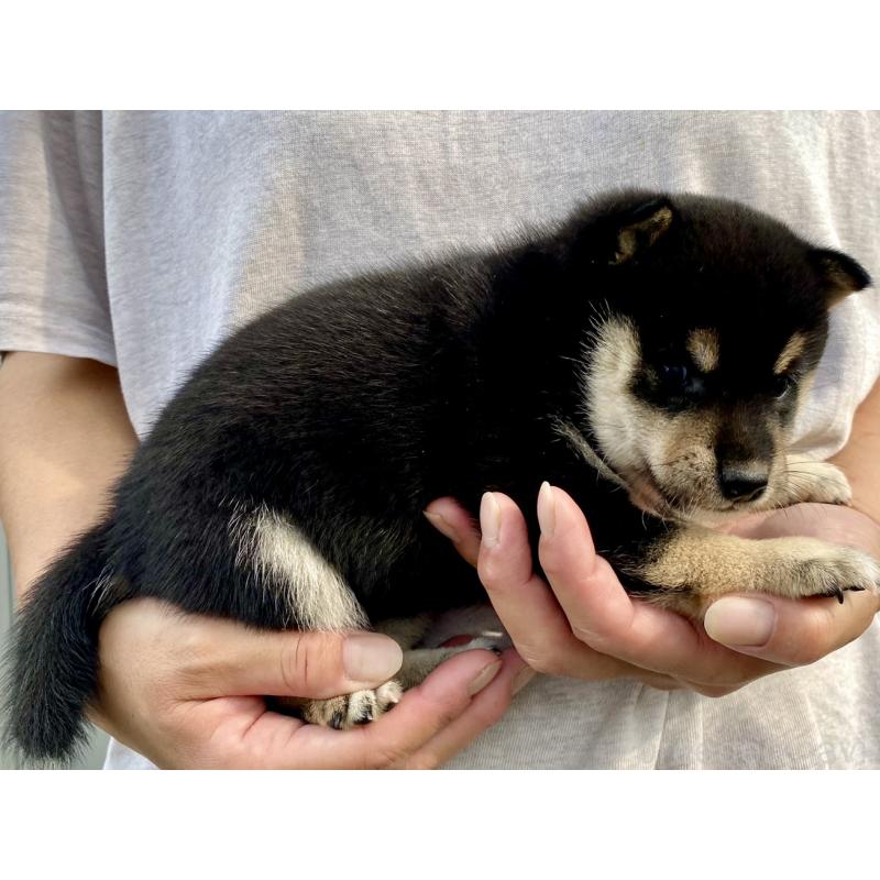 販売中の熊本県の柴犬-418524の3枚目