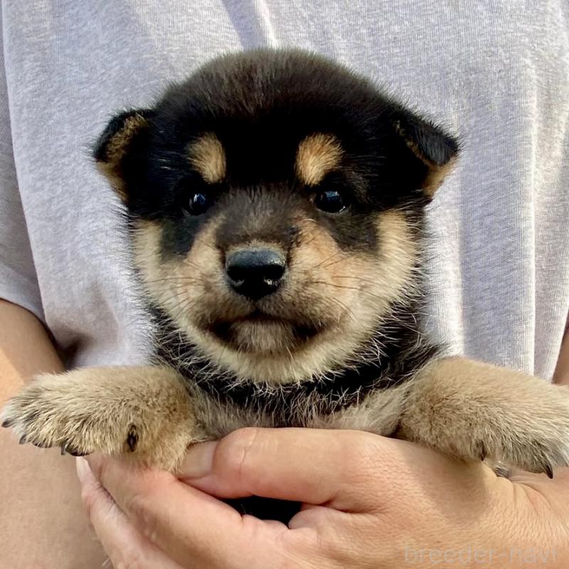 販売中の熊本県の柴犬-418525