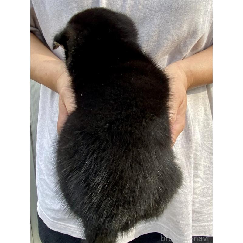 販売中の熊本県の柴犬-418525の4枚目