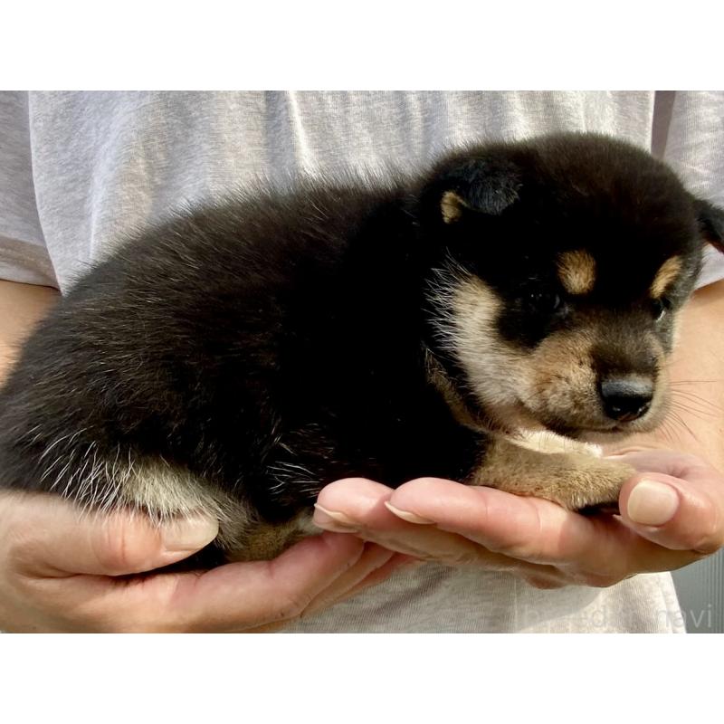 販売中の熊本県の柴犬-418525の3枚目