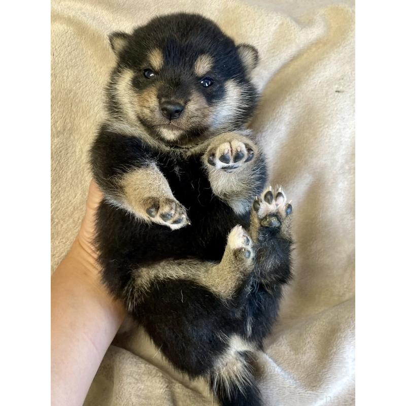 販売中の熊本県の柴犬-418525の2枚目