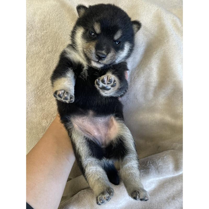 販売中の熊本県の柴犬-418524の2枚目