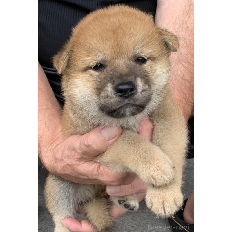 販売中の長崎県の豆柴-402451の4枚目