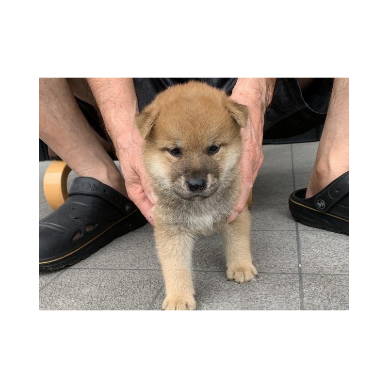 販売中の長崎県の豆柴-402451の5枚目