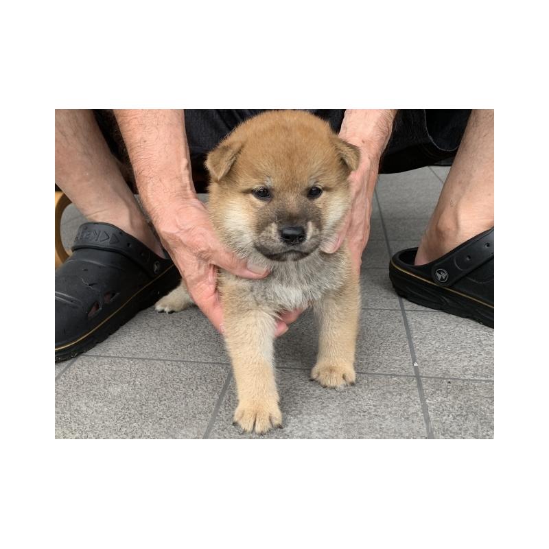 販売中の長崎県の豆柴-402451の3枚目