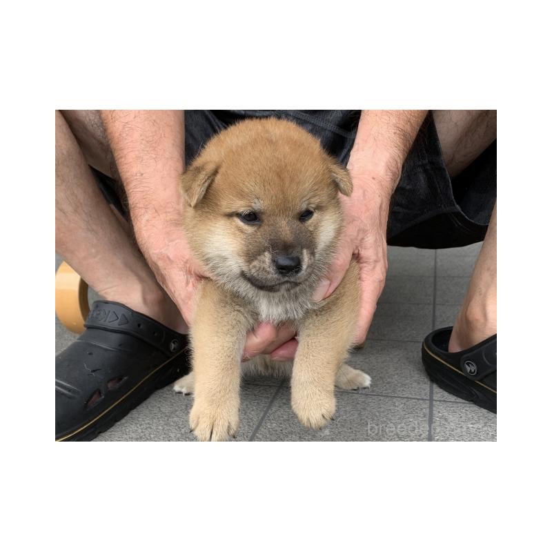 販売中の長崎県の豆柴-402451の2枚目