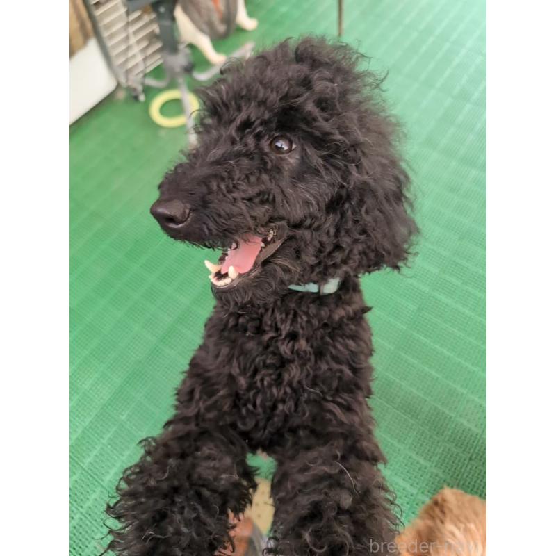 販売中の岡山県のミディアムプードル-418530の2枚目