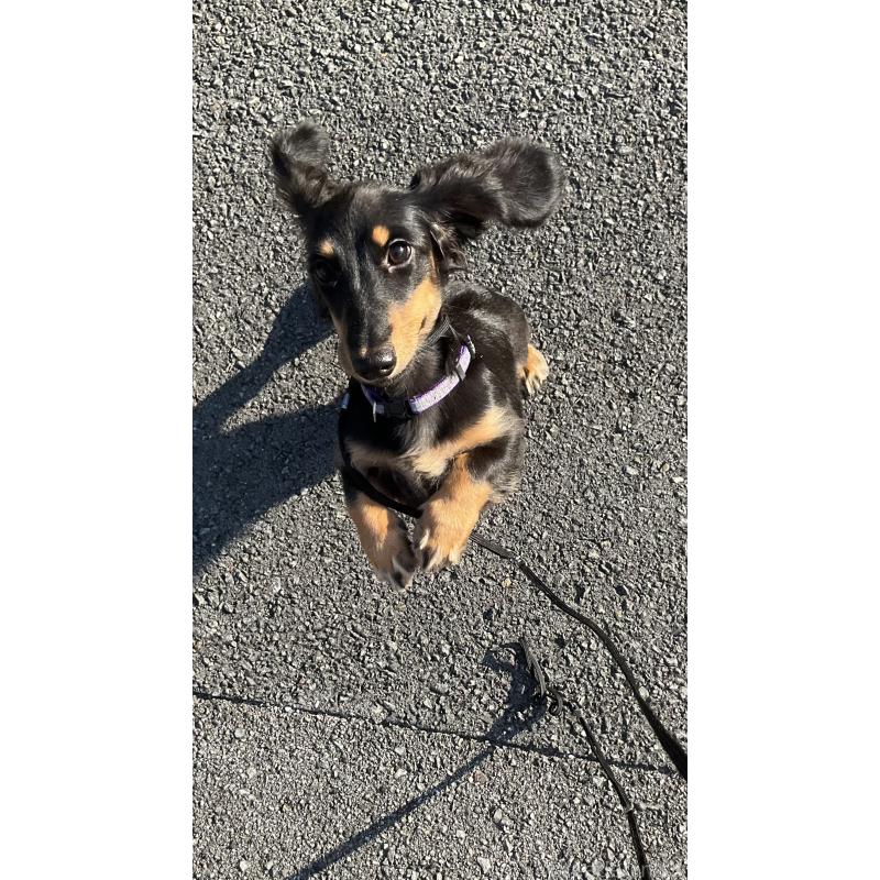 販売中の沖縄県のミニチュアダックスフンド(ロングヘアード)-393382の3枚目