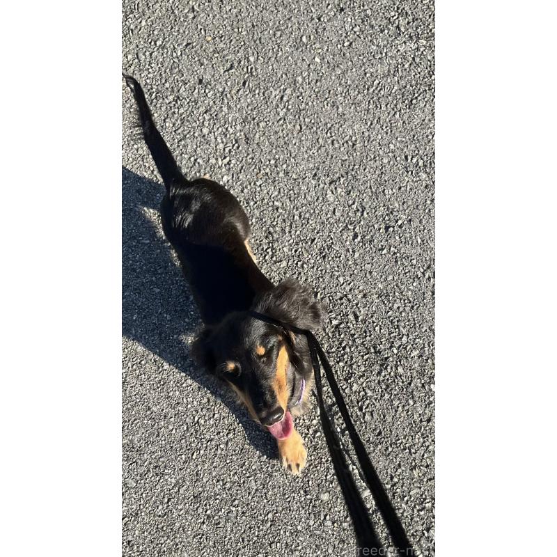 販売中の沖縄県のミニチュアダックスフンド(ロングヘアード)-393382の2枚目