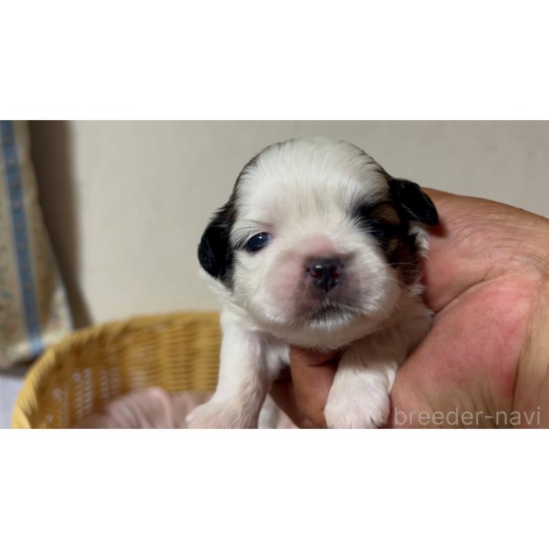 販売中の岡山県のミックス犬-418757の3枚目