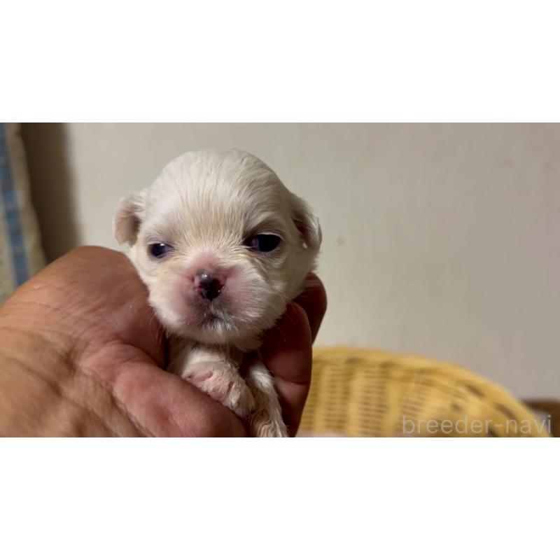 販売中の岡山県のミックス犬-418758の2枚目