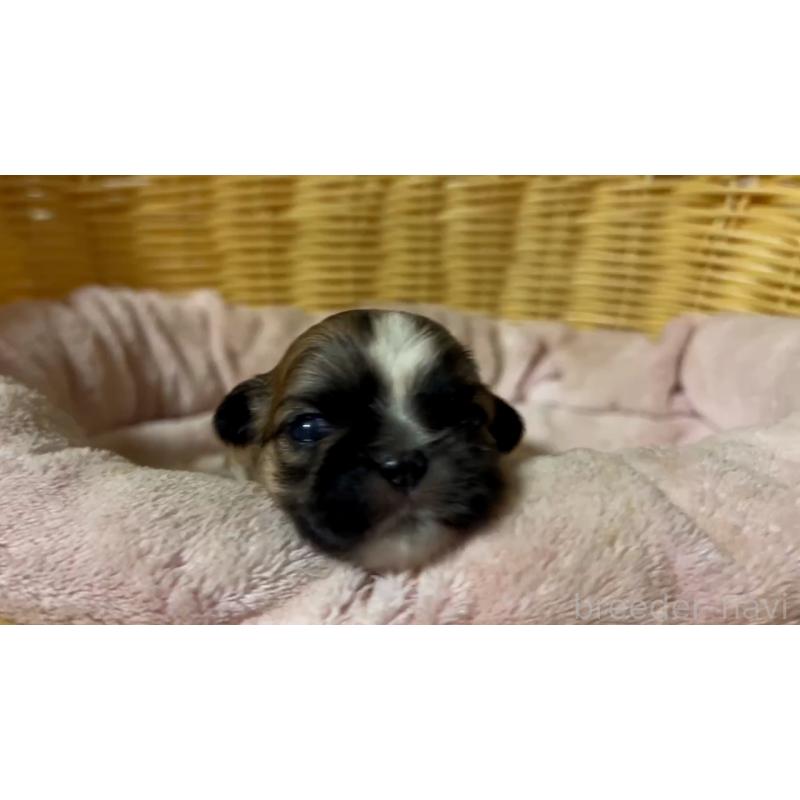 販売中の岡山県のミックス犬-418759の4枚目