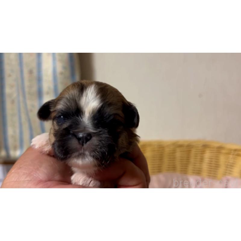 販売中の岡山県のミックス犬-418759の3枚目