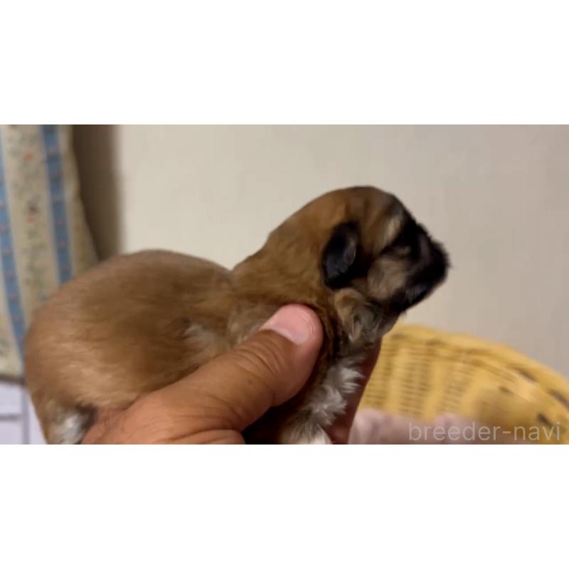 販売中の岡山県のミックス犬-418759の2枚目
