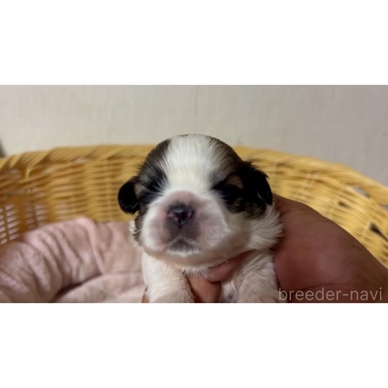 販売中の岡山県のミックス犬-418760の3枚目