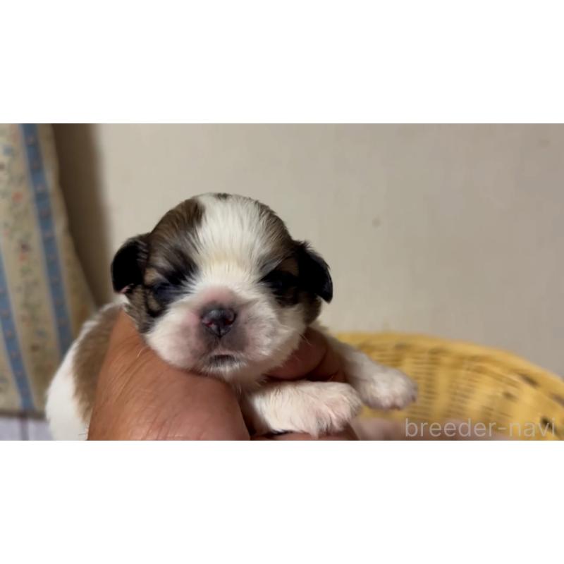 販売中の岡山県のミックス犬-418760の2枚目
