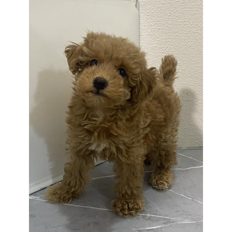 販売中の宮崎県のティーカッププードル-418490