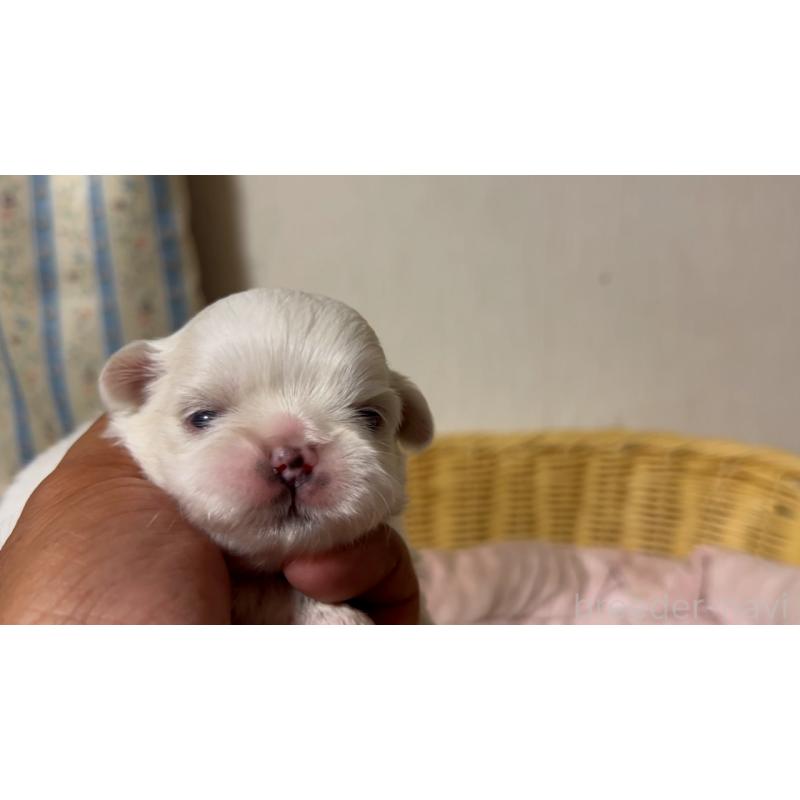 販売中の岡山県のミックス犬-418761の5枚目