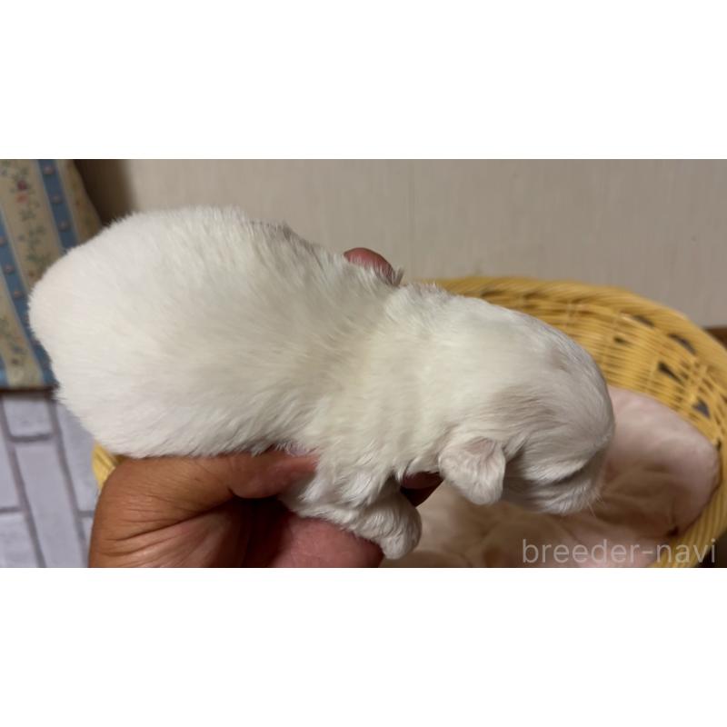 販売中の岡山県のミックス犬-418761の4枚目