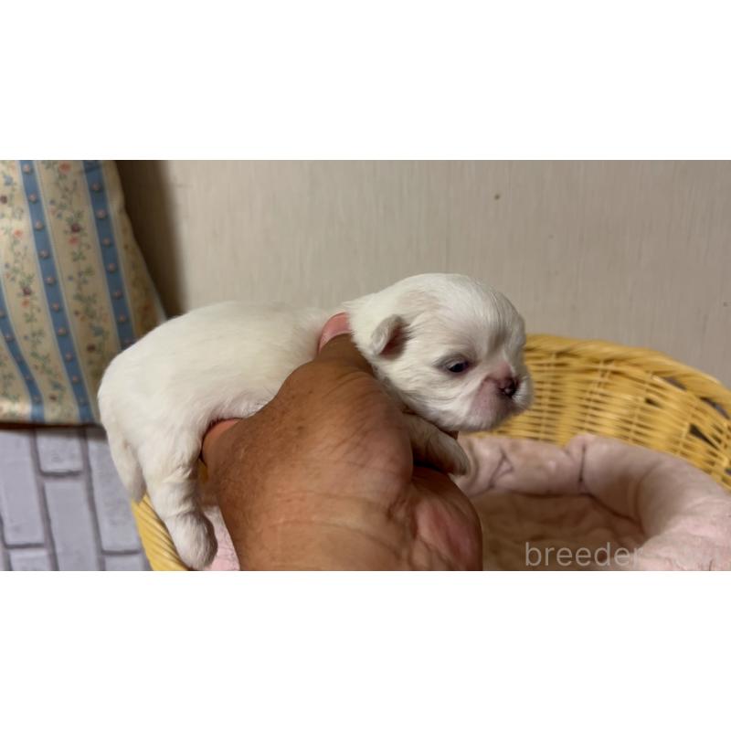 販売中の岡山県のミックス犬-418761の3枚目