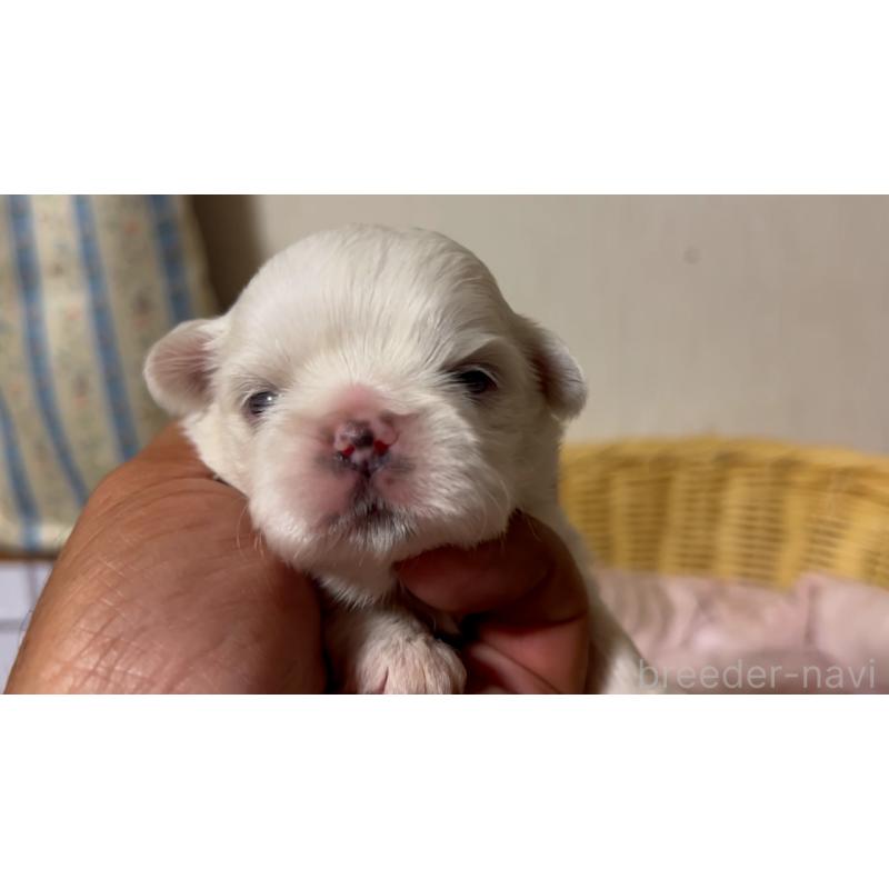 販売中の岡山県のミックス犬-418761の2枚目