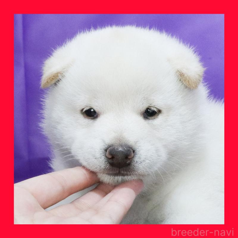 販売中の愛知県の柴犬-415988
