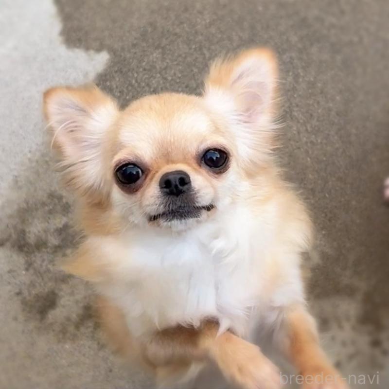 シトロンちゃん1枚目