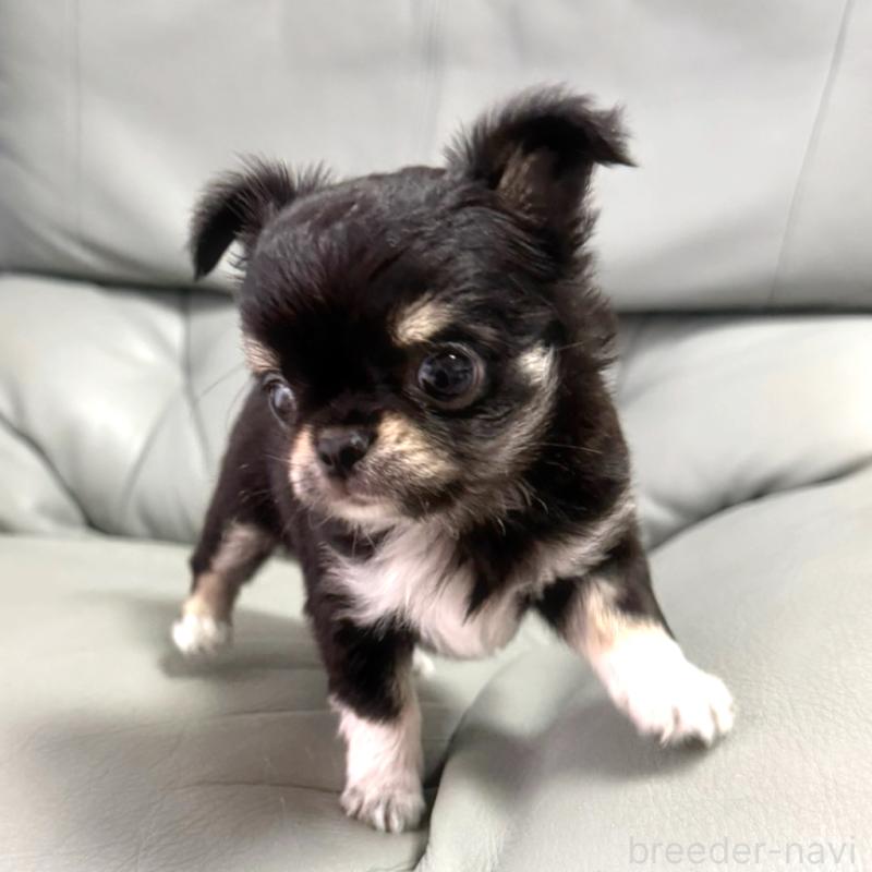 成約済の徳島県のチワワ(ロングコート)-417894の5枚目