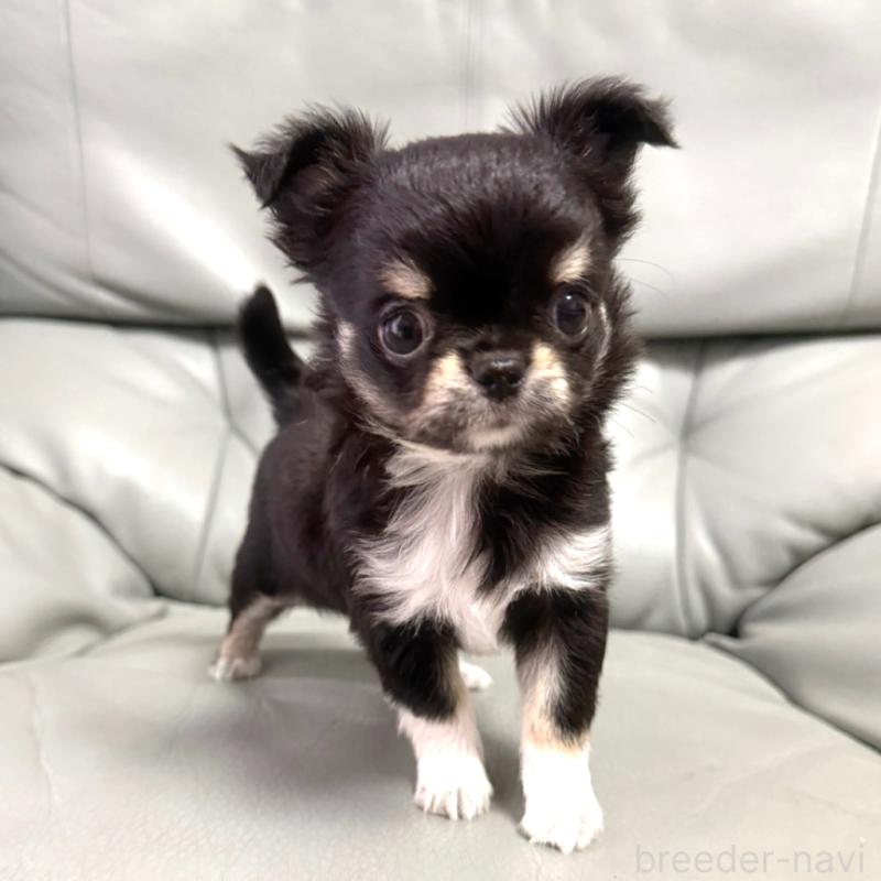 成約済の徳島県のチワワ(ロングコート)-417894の4枚目