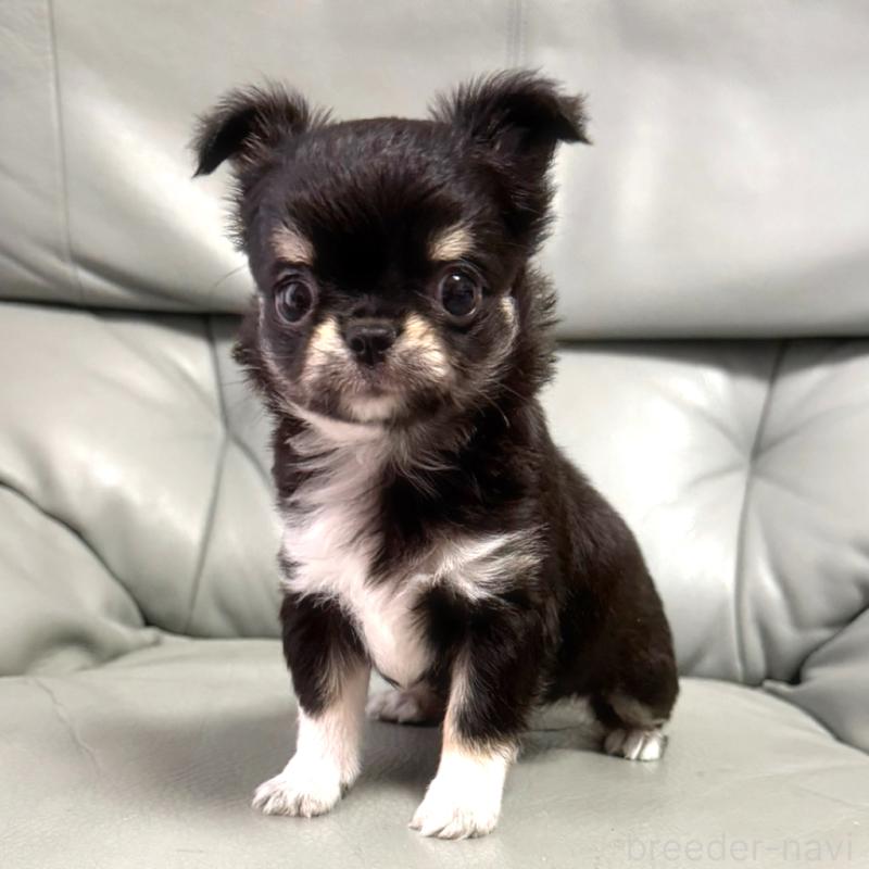 成約済の徳島県のチワワ(ロングコート)-417894の3枚目