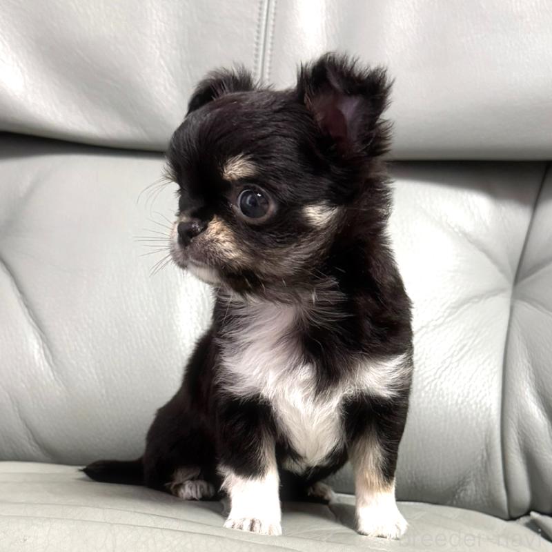 成約済の徳島県のチワワ(ロングコート)-417894の2枚目