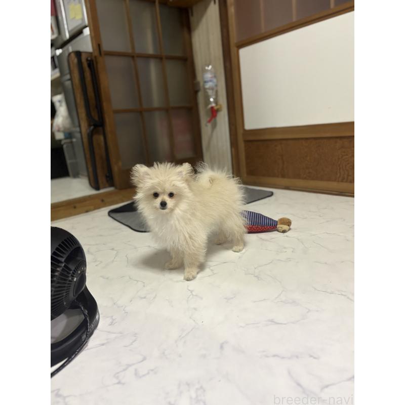 販売中の茨城県のミックス犬-399587の3枚目