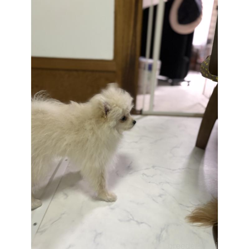 販売中の茨城県のミックス犬-399587の2枚目