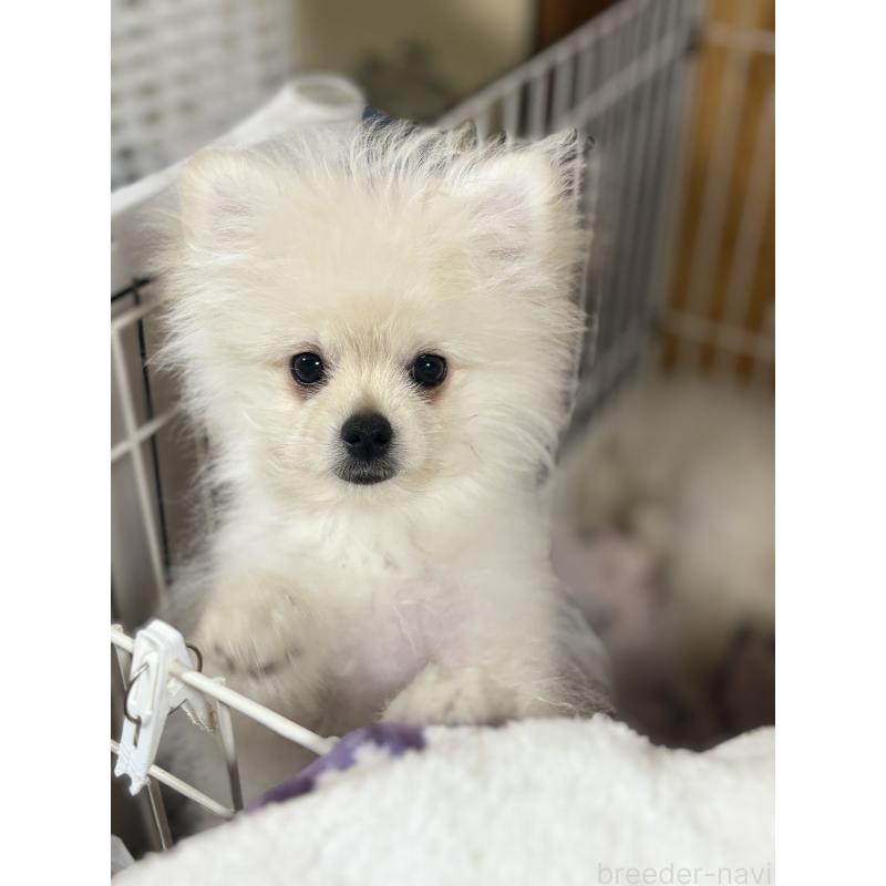 販売中の茨城県のミックス犬-402999の3枚目