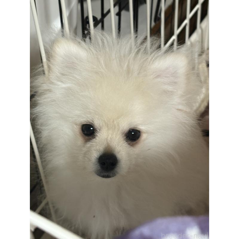 販売中の茨城県のミックス犬-402999の2枚目