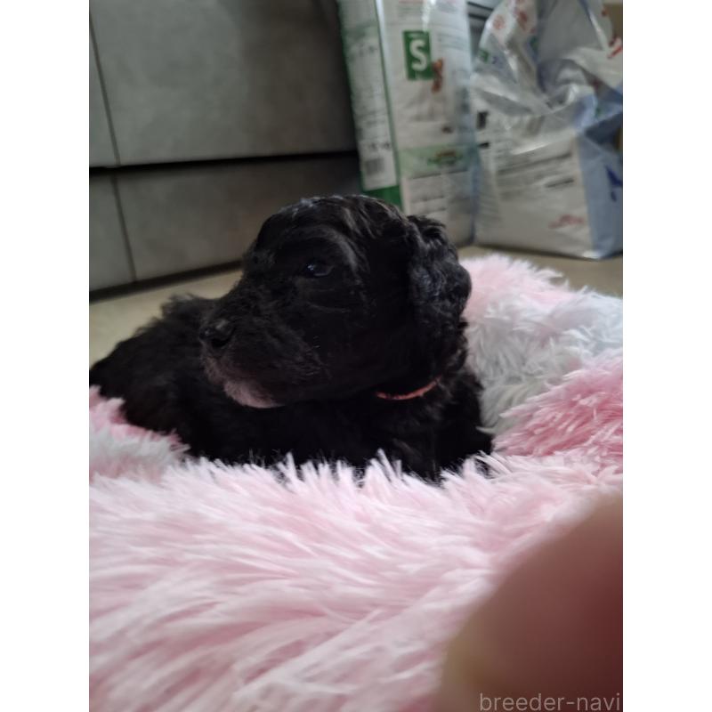 販売中の群馬県のスタンダードプードル-417420の11枚目