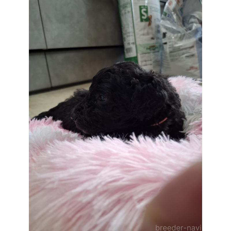 販売中の群馬県のスタンダードプードル-417420の10枚目