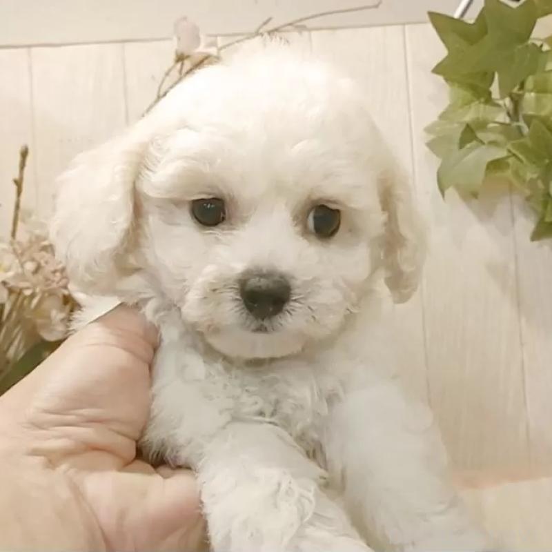 販売中の愛知県のビションフリーゼ-414555