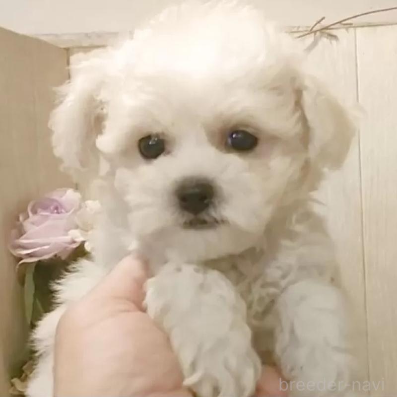 販売中の愛知県のビションフリーゼ-414557