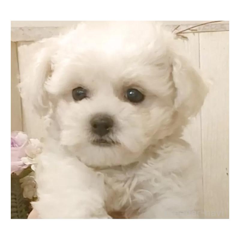 成約済の愛知県のビションフリーゼ-414557の13枚目