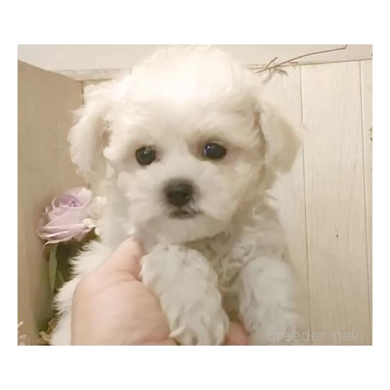 成約済の愛知県のビションフリーゼ-414557の12枚目